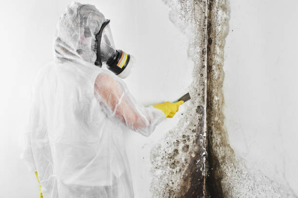 Best Mold Remediation for Specific Building Types in Cienegas Terrace, TX