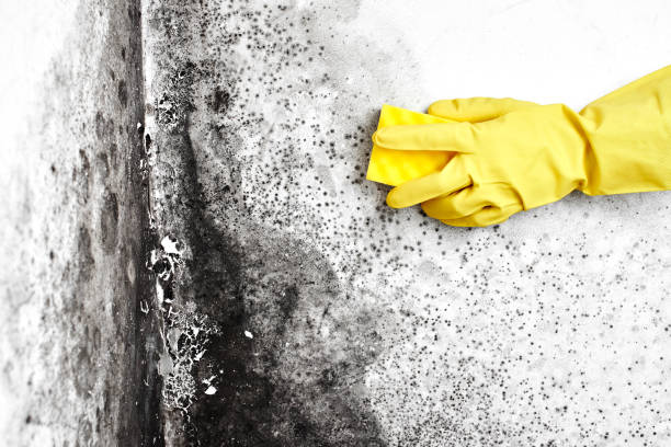 Best Attic Mold Remediation in Cienegas Terrace, TX