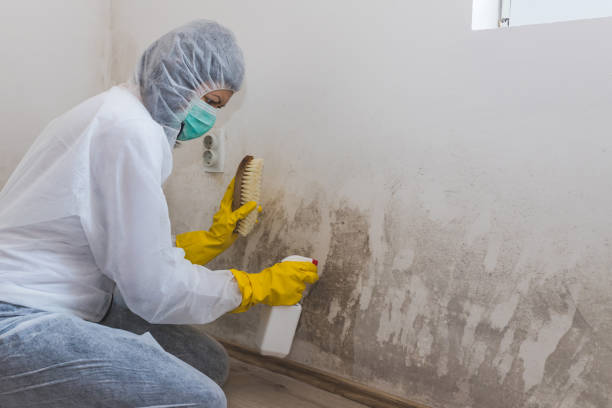 Best Mold Testing and Inspection Services in Cienegas Terrace, TX