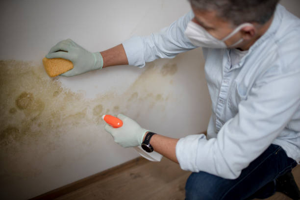 Best Kitchen Mold Remediation in Cienegas Terrace, TX