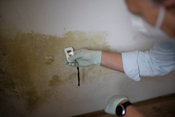 Best Insurance-Related Mold Remediation in Cienegas Terrace, TX
