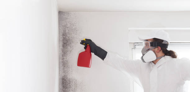 Best Preventive Mold Services in Cienegas Terrace, TX